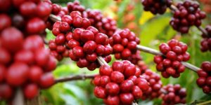 atividades rurais lucrativas cafeicultura