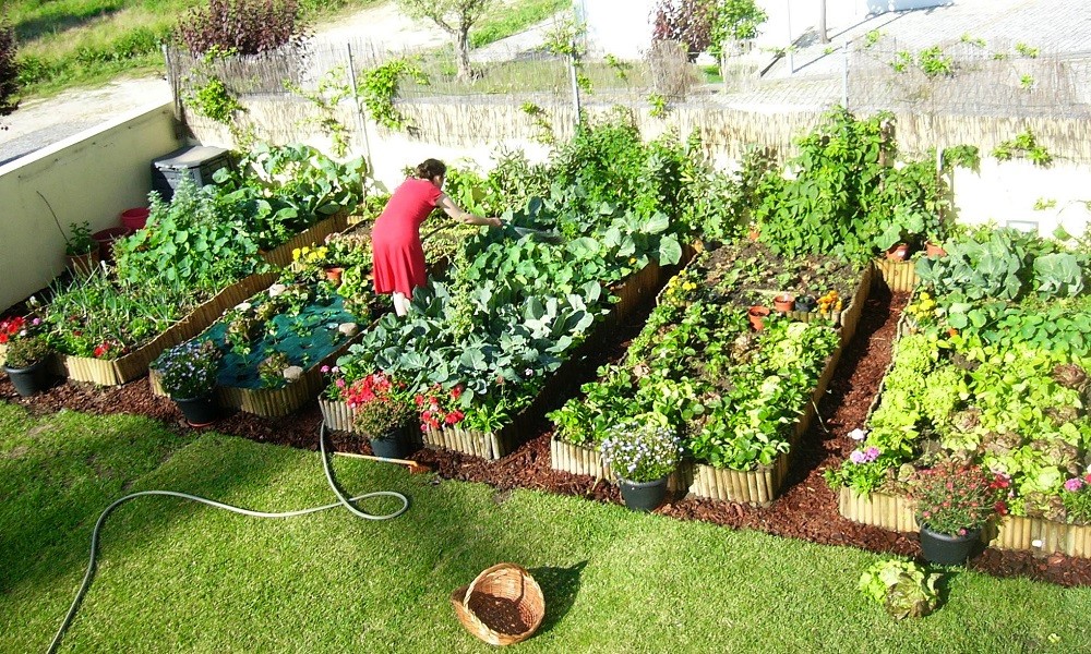 como plantar orgânicos em casa e ganhar dinheiro