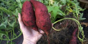 como plantar batata doce