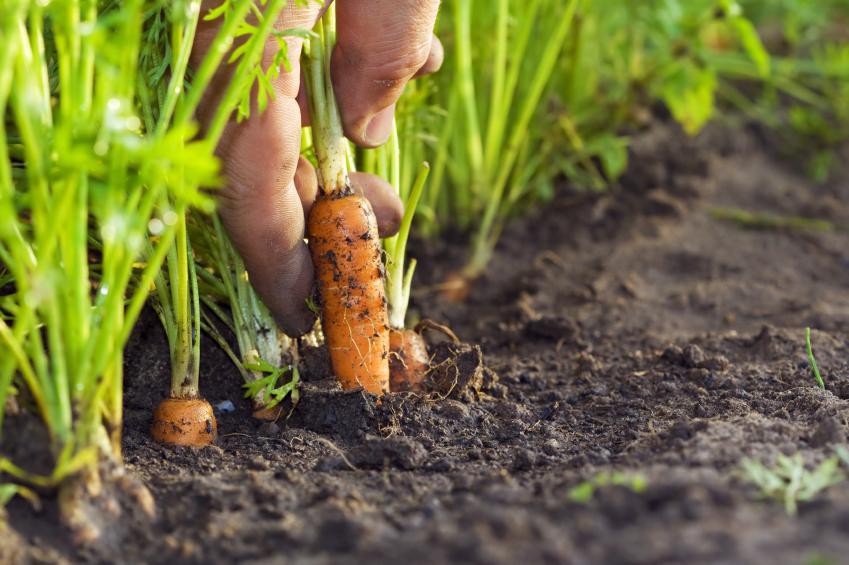 como plantar cenoura
