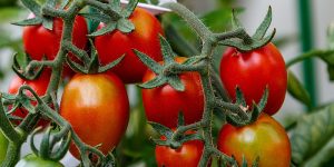 como plantar tomate