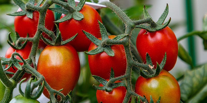 como plantar tomate